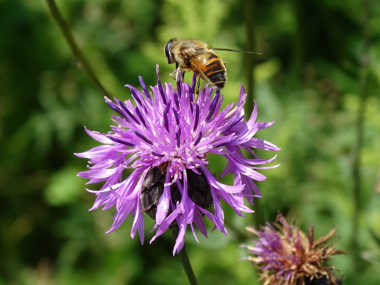 Image of Centaurea scabiosa specimen.