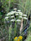 Pimpinella saxifraga