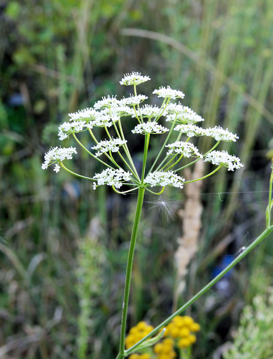 Image of Pimpinella saxifraga specimen.