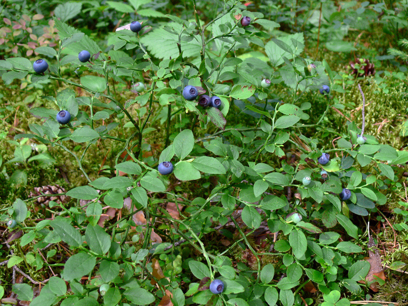 Изображение особи Vaccinium myrtillus.