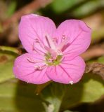 Oenothera rosea