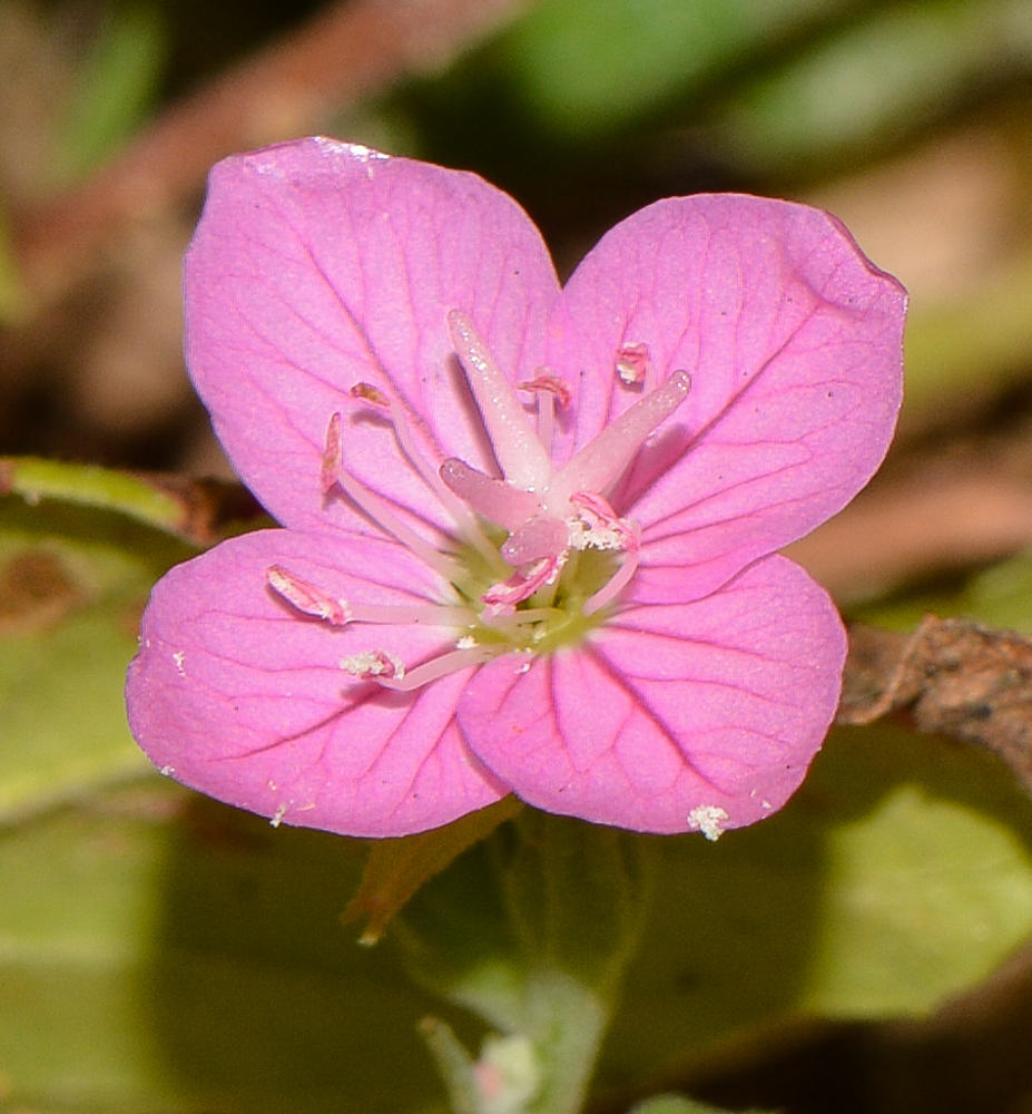 Изображение особи Oenothera rosea.