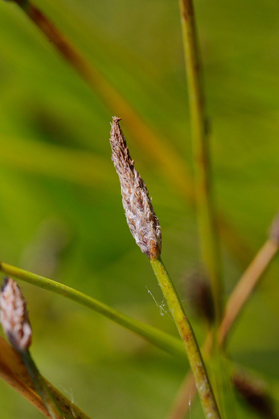 Image of genus Eleocharis specimen.