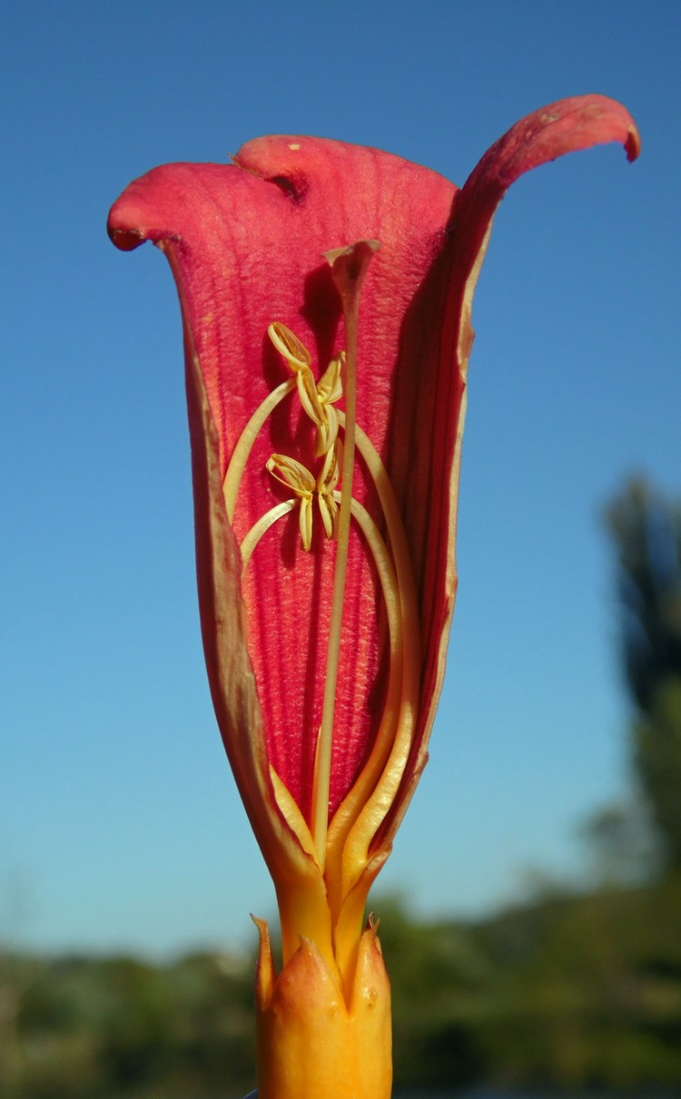 Изображение особи Campsis radicans.