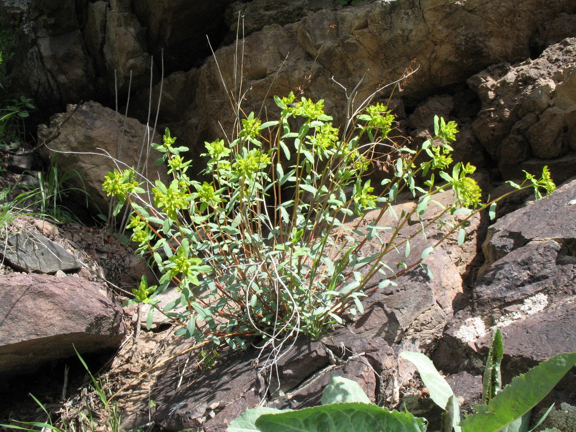 Изображение особи Euphorbia pachyrrhiza.