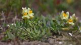 Linaria japonica. Цветущее растение. Приморский край, Шкотовский р-н, окр. с. Речица, на песках у моря. 30.06.2016.