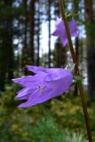 Campanula rapunculoides