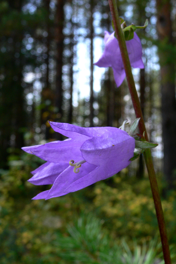 Изображение особи Campanula rapunculoides.