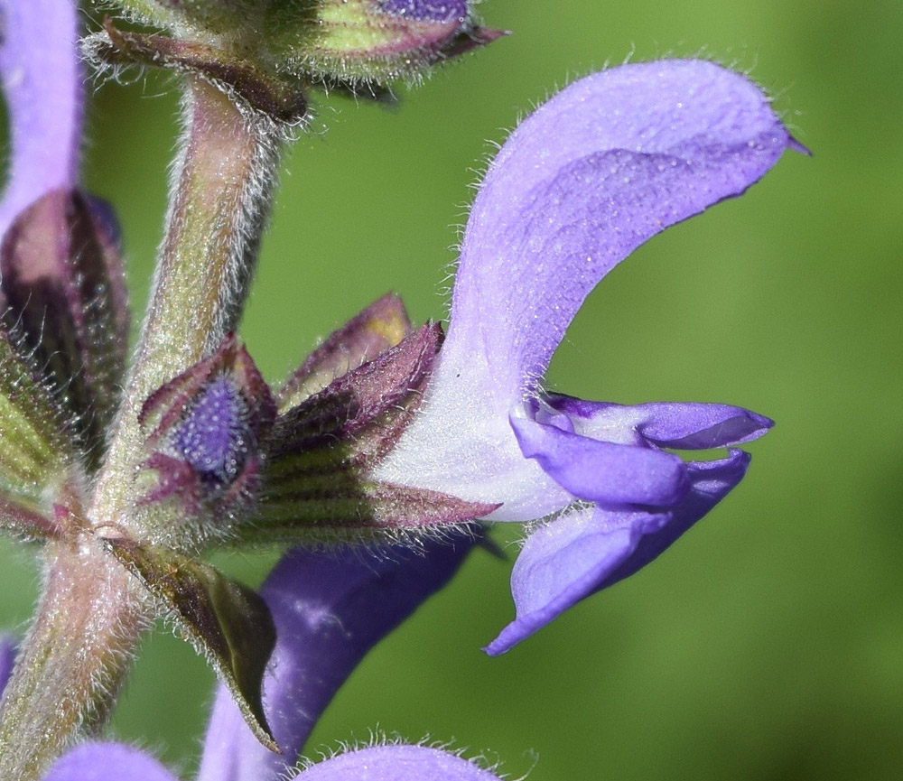 Image of Salvia virgata specimen.