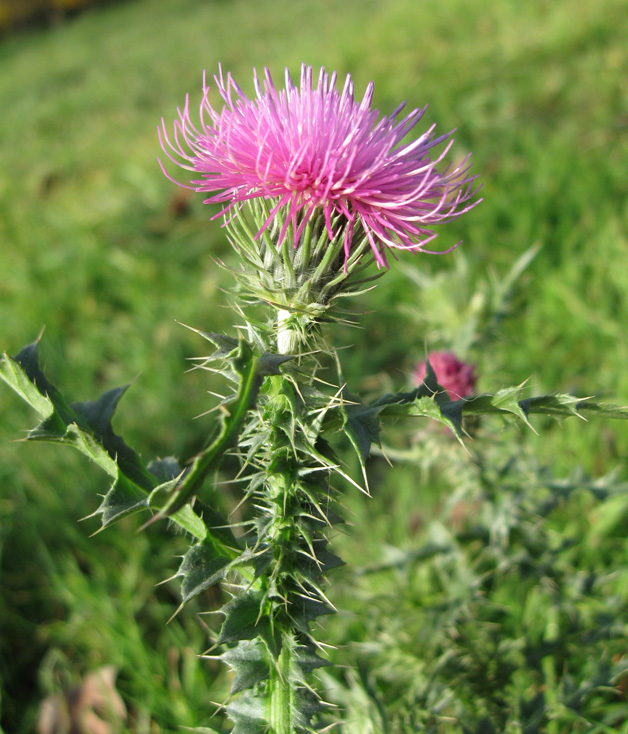 Изображение особи Carduus acanthoides.