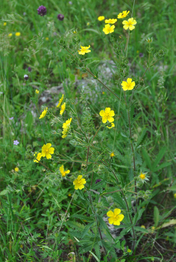 Изображение особи Potentilla recta.