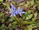 Scilla bifolia