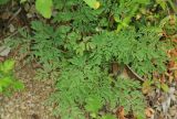 Corydalis pallida