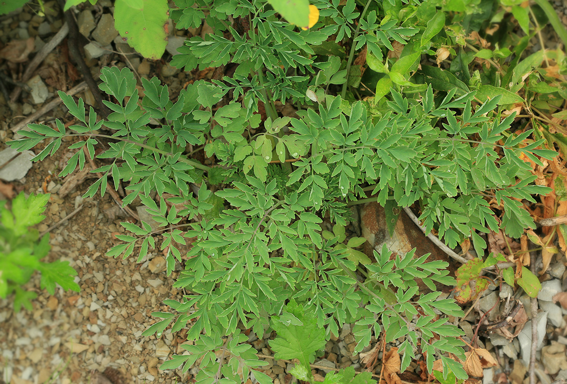 Image of Corydalis pallida specimen.