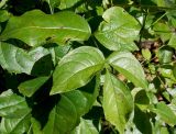 Staphylea colchica