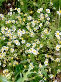 Anthemis cotula