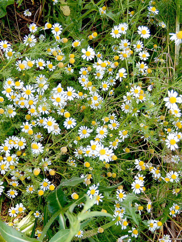 Image of Anthemis cotula specimen.