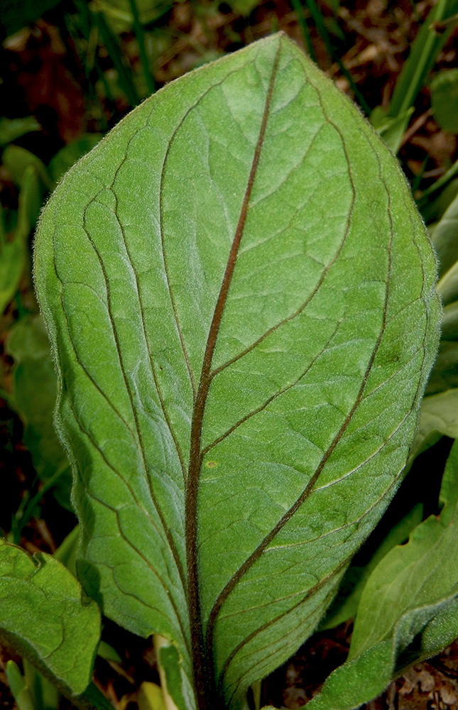 Изображение особи Solenanthus biebersteinii.