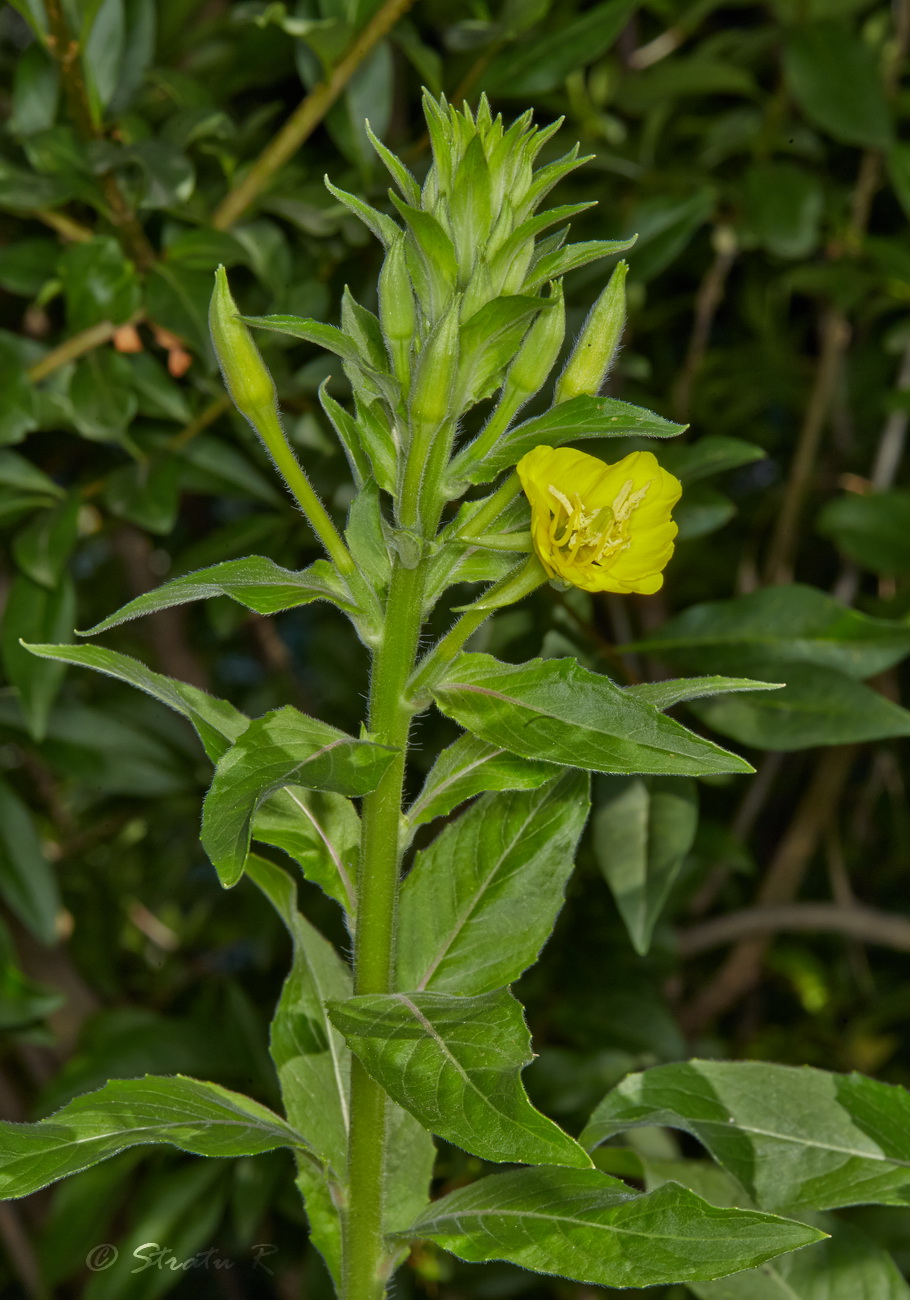 Изображение особи род Oenothera.