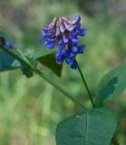 Vicia unijuga