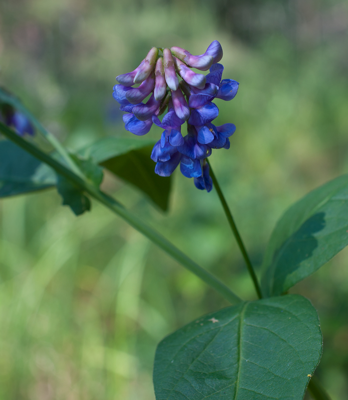 Изображение особи Vicia unijuga.