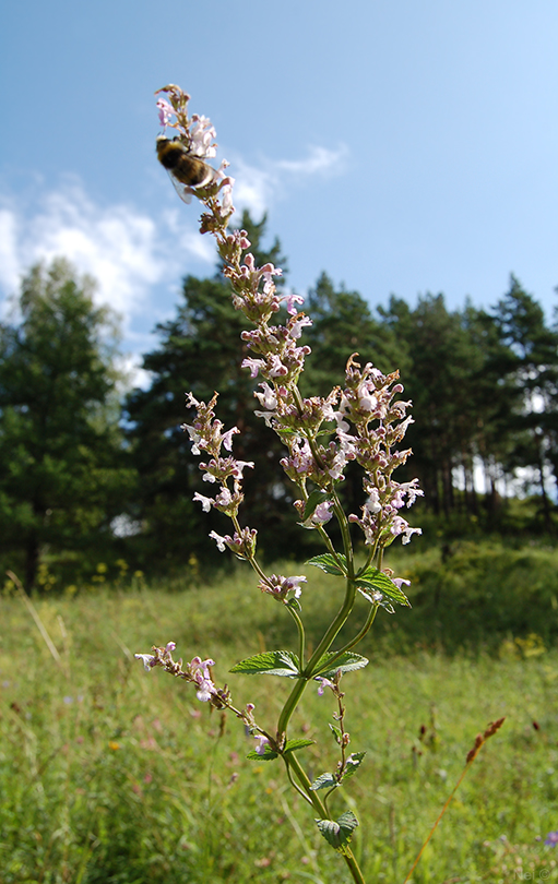 Image of Nepeta nuda specimen.