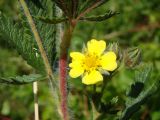 Potentilla recta. Цветок и фрагмент средней части побега. Ульяновская обл., Карсунский р-н, окр. с. Теньковка, гряда мергелисто-меловых склонов к р. Урень и её правому притоку к северу и востоку от села. 7 июля 2015 г.