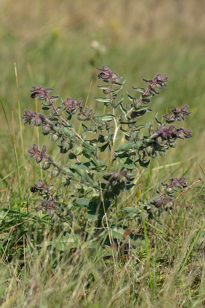 Image of Nonea rossica specimen.
