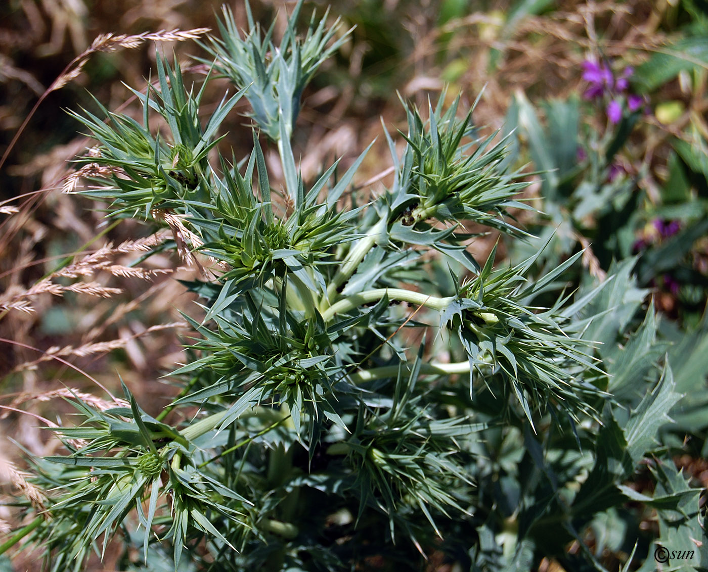 Изображение особи Eryngium campestre.