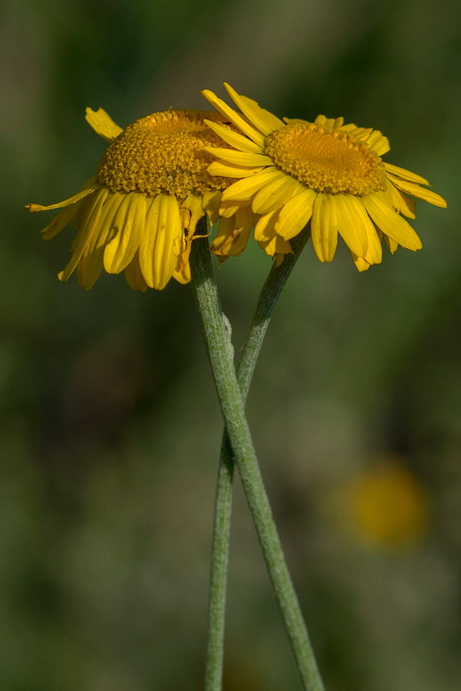 Image of Anthemis tinctoria specimen.