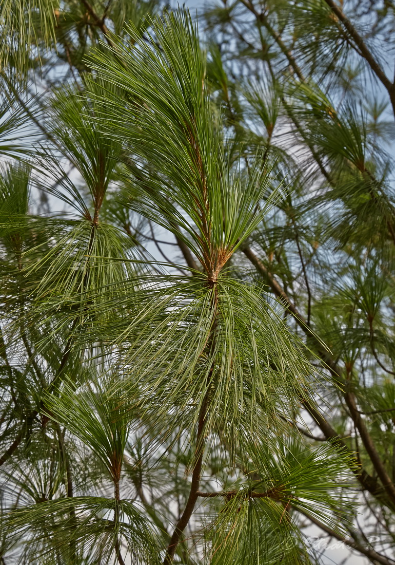 Image of genus Pinus specimen.