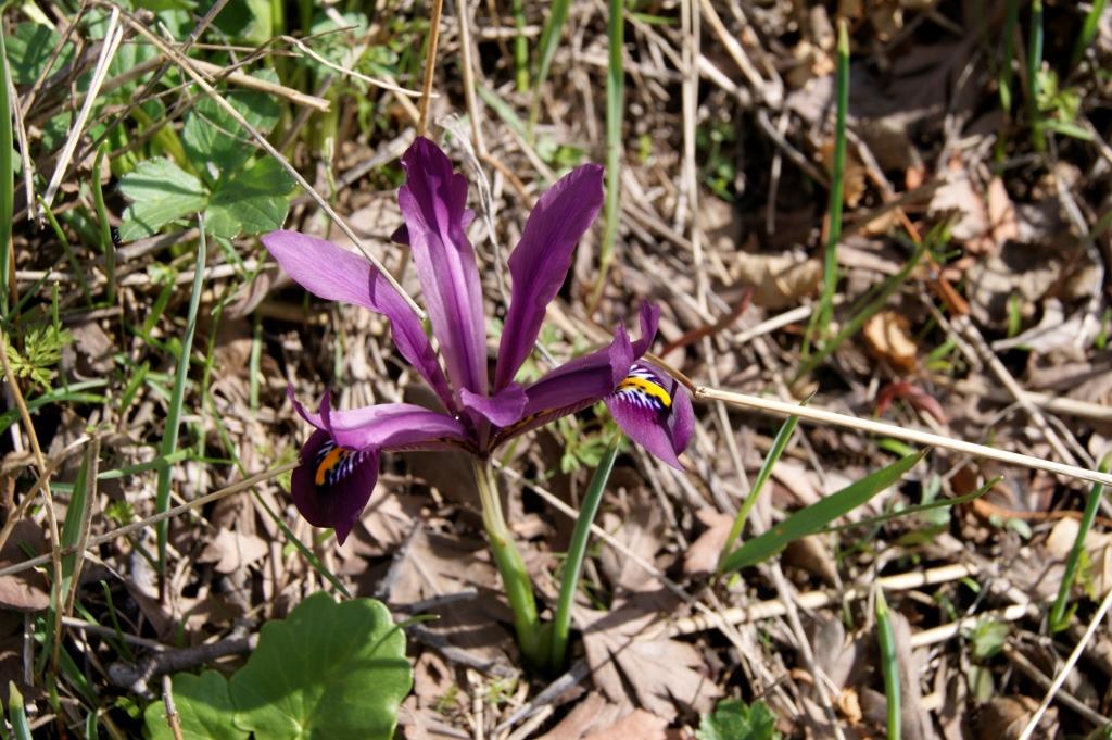 Image of Iridodictyum reticulatum specimen.