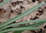 Galanthus nivalis. Верхняя часть листа. Москва, Воронцовский парк, дубовая роща. 24.04.2017.