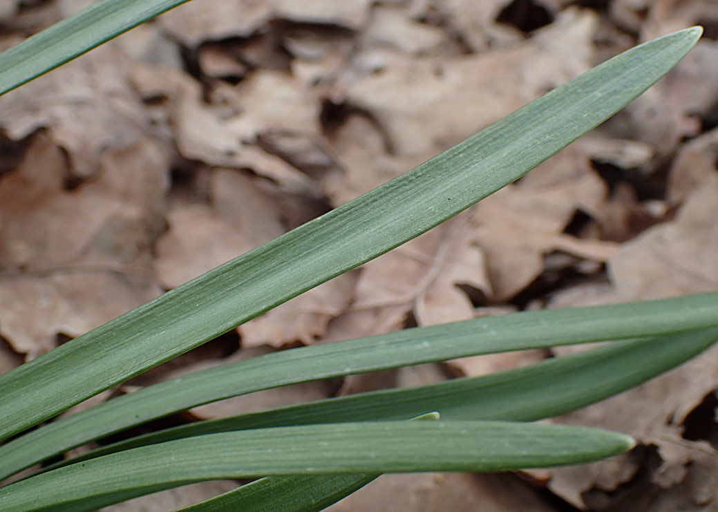 Image of Galanthus nivalis specimen.