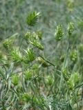 Eremopyrum triticeum. Соцветия. Крым, Севастополь, окр. пос. Орловка, берег р. Кача. 09.05.2017.