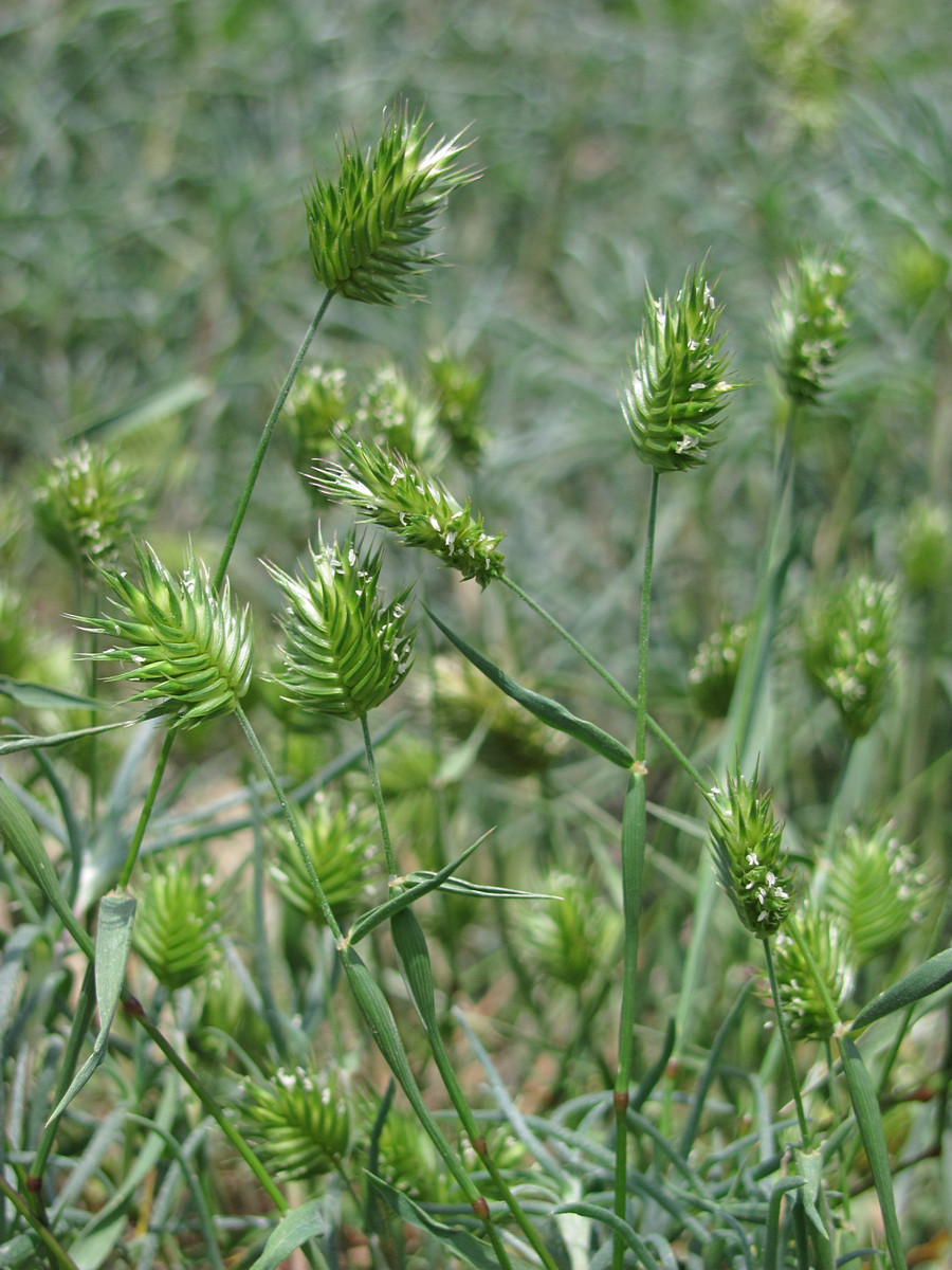 Image of Eremopyrum triticeum specimen.