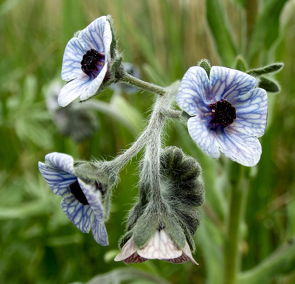 Image of Cynoglossum creticum specimen.