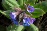 Pulmonaria mollis