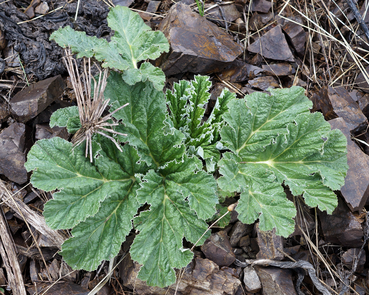 Изображение особи род Heracleum.