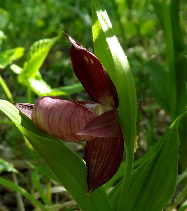 Image of Cypripedium × ventricosum specimen.
