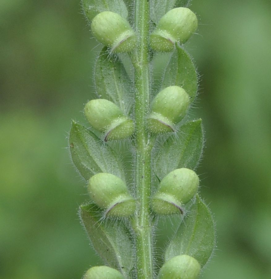 Image of Scutellaria altissima specimen.
