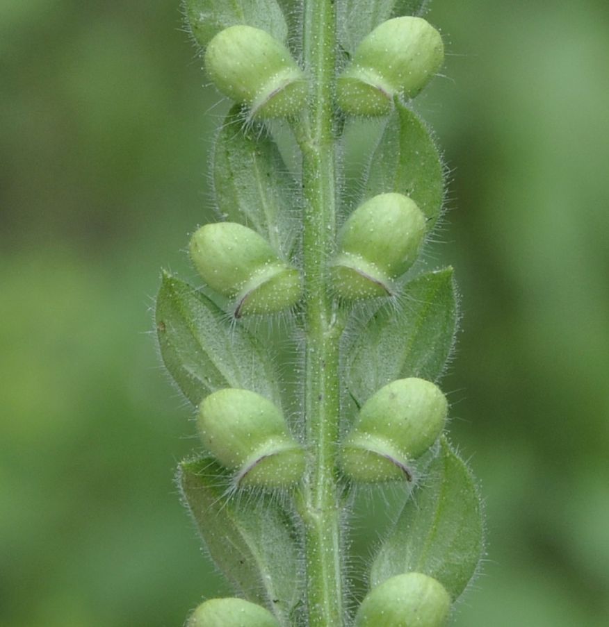 Изображение особи Scutellaria altissima.