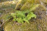 Polypodium vulgare