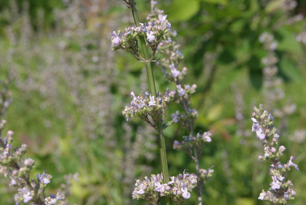 Image of Nepeta nuda specimen.