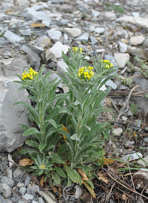 Image of Fibigia eriocarpa specimen.