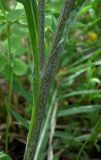 Jurinea arachnoidea