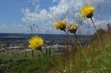 Centaurea orientalis