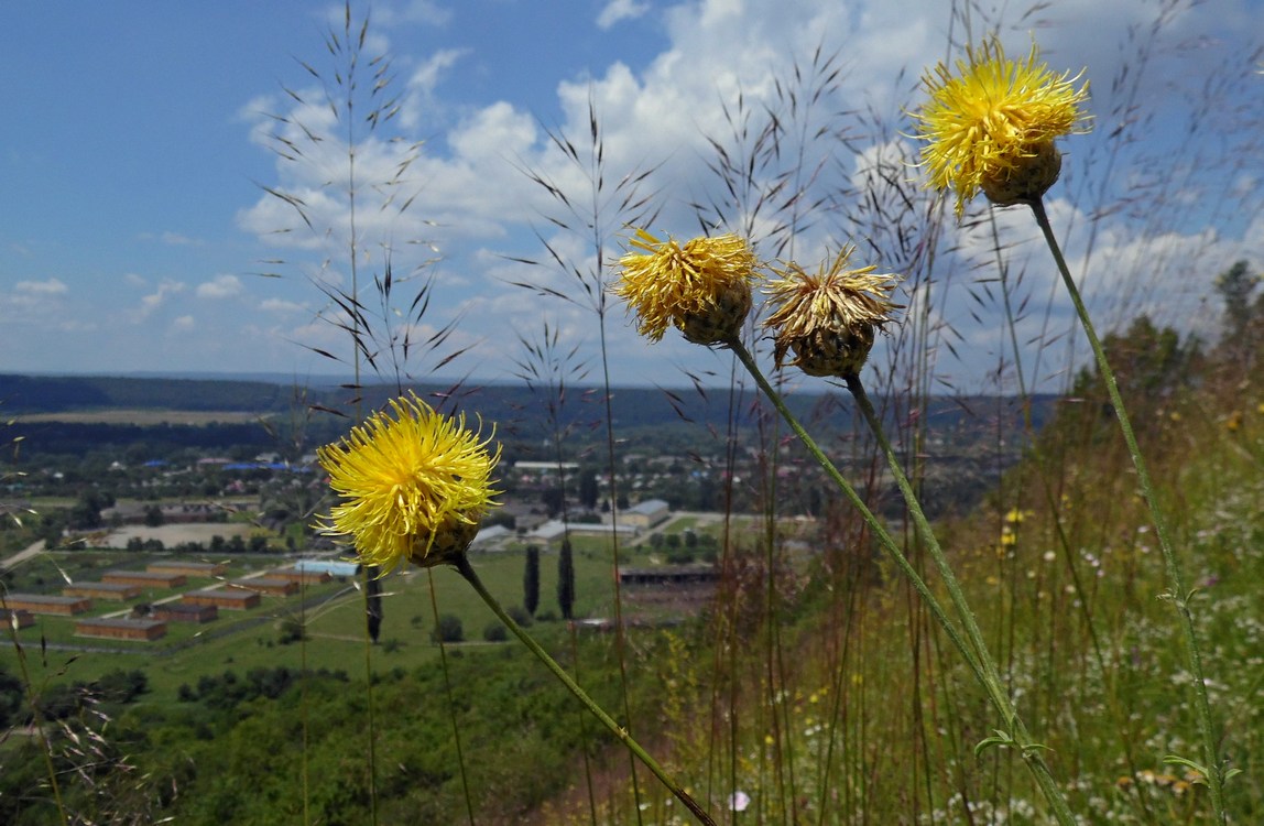 Image of Centaurea orientalis specimen.