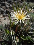 Taraxacum albescens. Цветущее растение. Камчатский край, Елизовский р-н, природный парк \"Вулканы Камчатки\", южный участок, кластер \"Налычевский\", памятник природы экструзия «Верблюд», 1230 м н.у.м., вдоль тропы по щебнистому грунту. 03.07.2017.