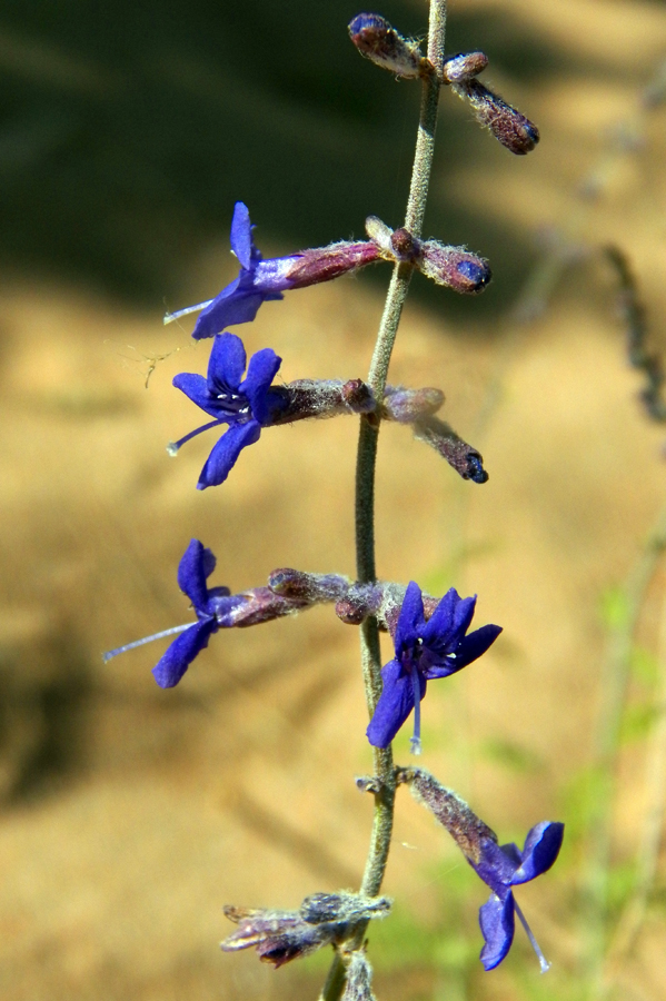 Image of Perovskia abrotanoides specimen.